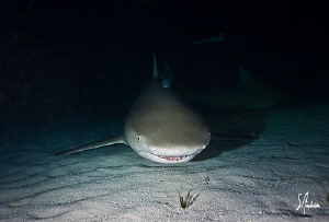 Night diving become really exciting at Tiger beach with t... by Steven Anderson 